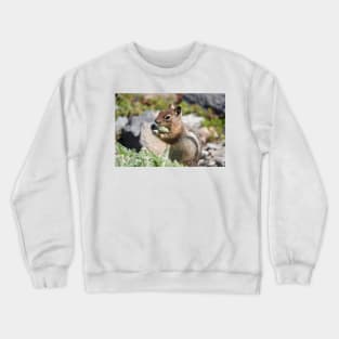 Cascade golden-mantled ground squirrel (Spermophilus saturatus) eating a flower Crewneck Sweatshirt